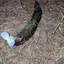 ガセネタ（笑）