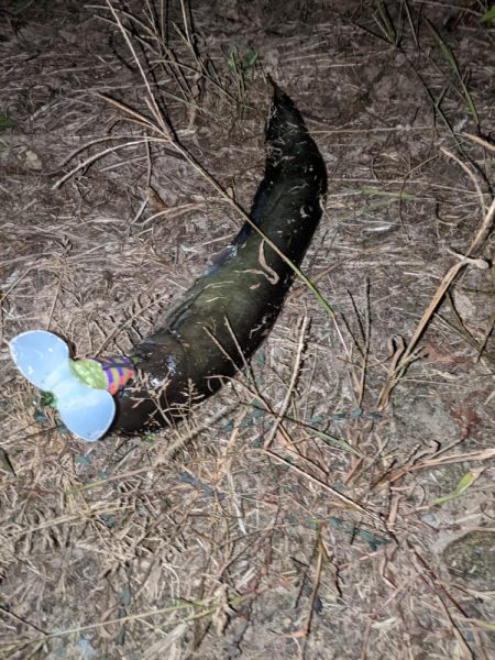 ガセネタ（笑）