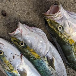 誰でも釣れる〜メジロ祭