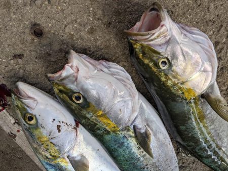 誰でも釣れる〜メジロ祭