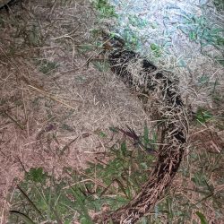 オールドタックルとナマズ