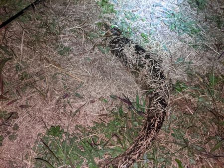 オールドタックルとナマズ