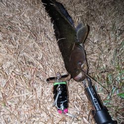 夜のトップウォーター