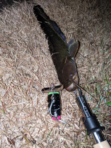 夜のトップウォーター