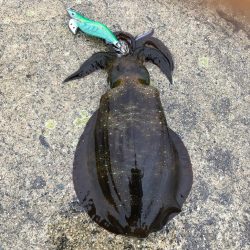 2021佐渡ヶ島 エギング 31回目