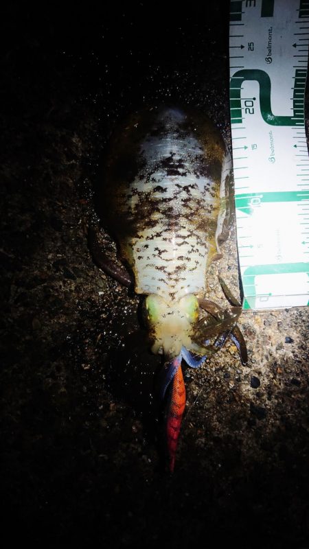 少し大きくなってきた。