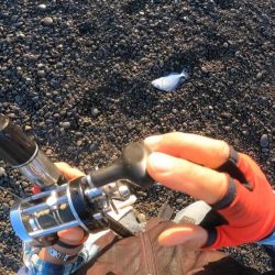 二刀流で釣る。