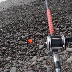 カツオがボチボチ釣れてます。