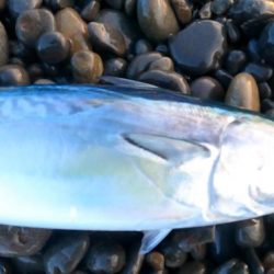 カツオ、ムラあるも順調です。