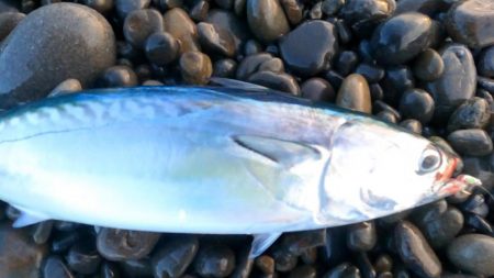 カツオ、ムラあるも順調です。