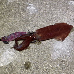 懲りずにナイトエギングにチャレンジ