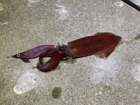 懲りずにナイトエギングにチャレンジ