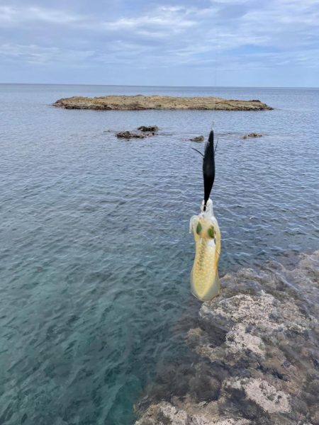 最新エギングロッドで秋イカエギング、アオリイカ釣果