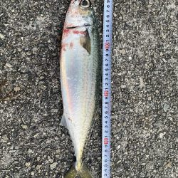 沖堤防にて大サバと今年初の鰆