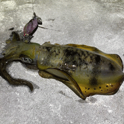 ナイトエギングでアオリイカとケンサキイカを狙う