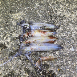 姫路離島のアジとケンサキイカとアオリイカ