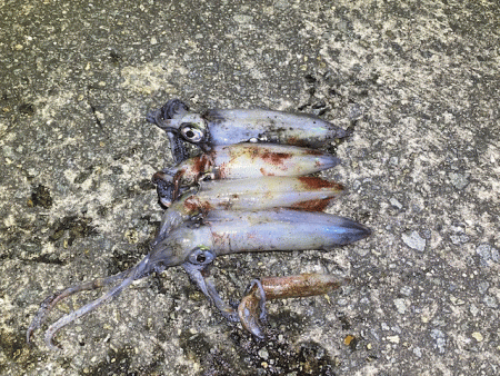 姫路離島のアジとケンサキイカとアオリイカ