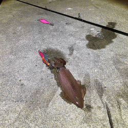 離島での底ネチネチなナイトエギングとショアジギング