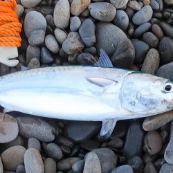 カツオが順調に釣れています