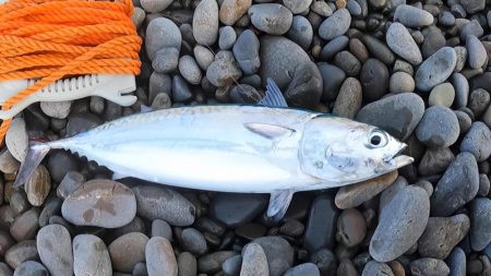 カツオが順調に釣れています