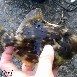 カワハギ&大サバ祭り！！