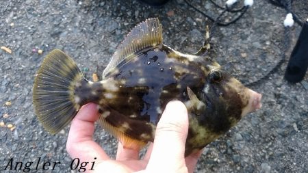 カワハギ&大サバ祭り！！