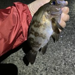 ライトゲーム、アジ・メバル