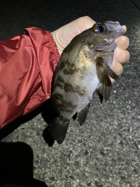 ライトゲーム、アジ・メバル