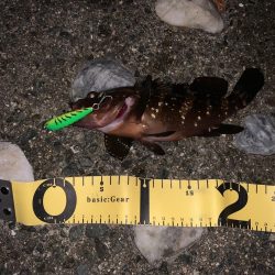 Mキャロアジング