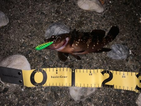 Mキャロアジング