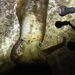 いい型のアオリイカをエギングで。