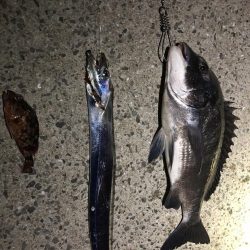 今シーズン初タチ