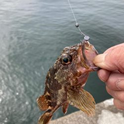 チヌ3、ガシラ3