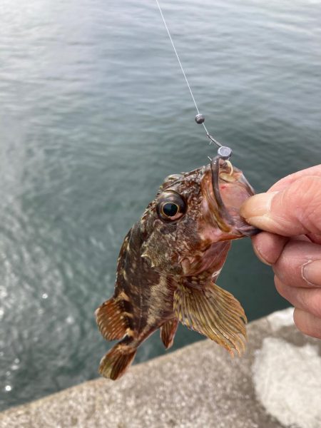 チヌ3、ガシラ3