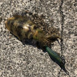 アオリイカ　自己ベスト