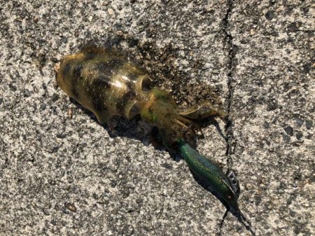 アオリイカ　自己ベスト