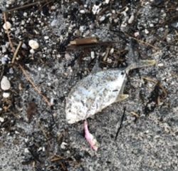 マイクロベイト