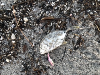 マイクロベイト