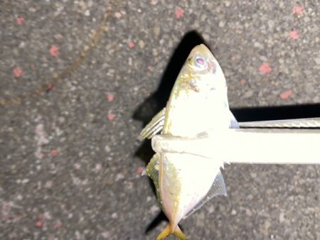 常夜灯アジング