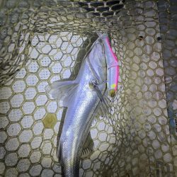 ボートでシーバス&マゴチ