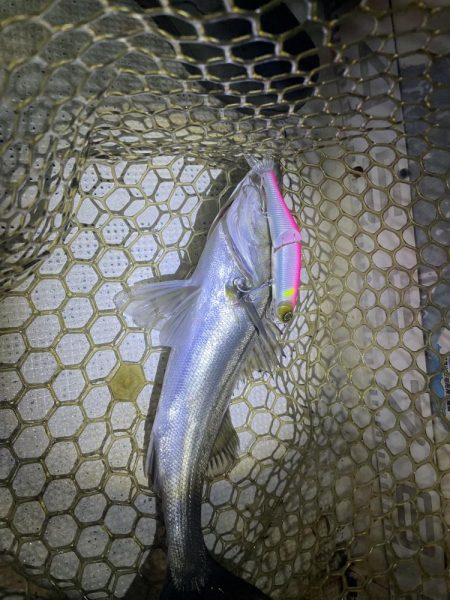 ボートでシーバス&マゴチ