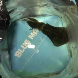 秋はイカがおすごし?