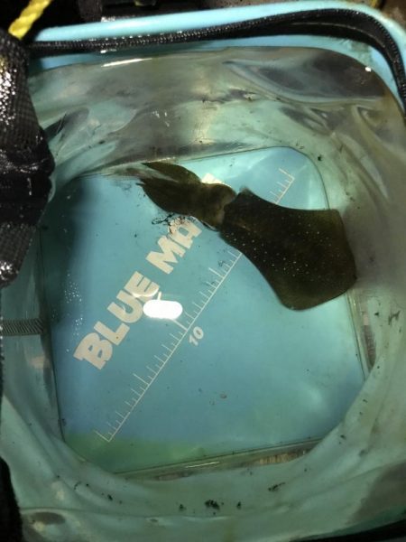 秋はイカがおすごし?