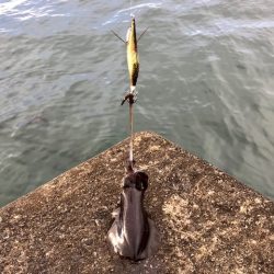 アオリイカとアジ