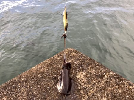 アオリイカとアジ