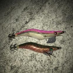 ケンサキ　アオリ　ツバス