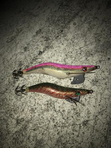 ケンサキ　アオリ　ツバス