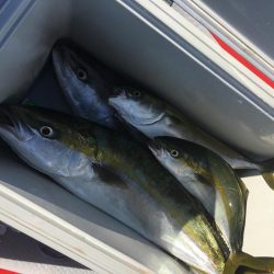 息子とナブラ打ちへ。