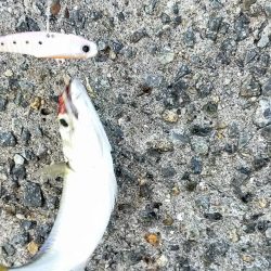 西宮ケーソンでサバゲー