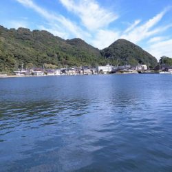 久々子湖のサヨリ